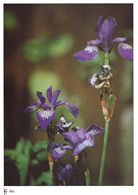Iris postcards